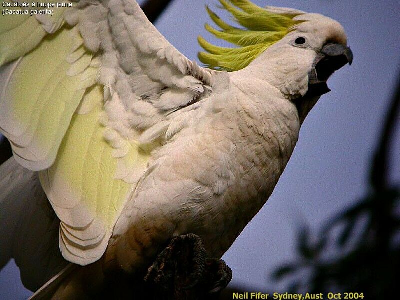 Sulphur-crested Cockatoo