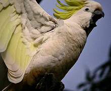 Sulphur-crested Cockatoo