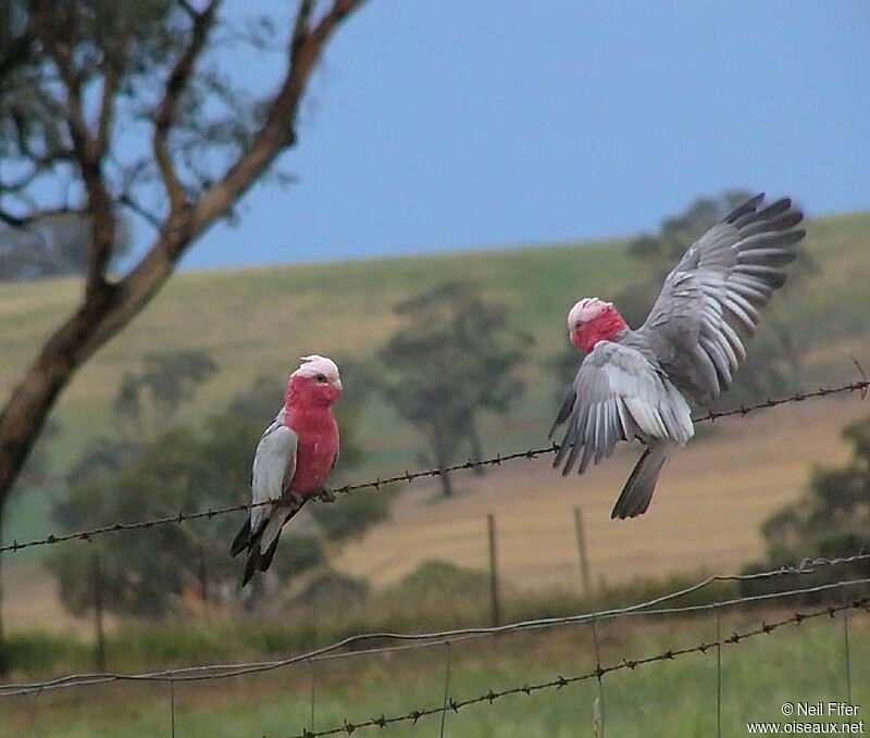 Galah