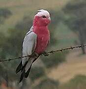 Galah