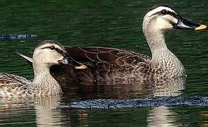 Indian Spot-billed Duck