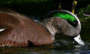 American Wigeon