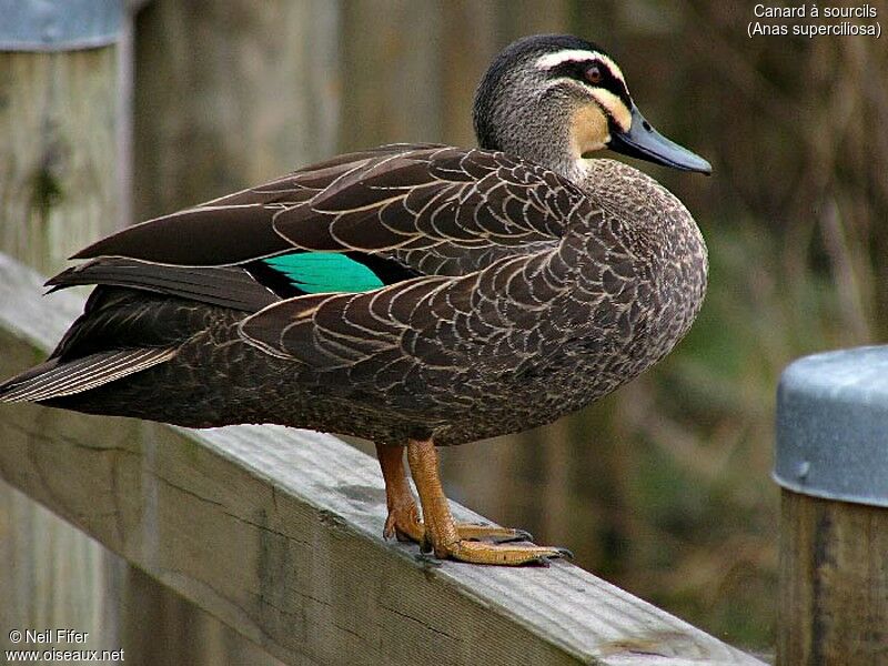 Pacific Black Duck