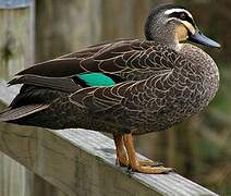 Canard à sourcils