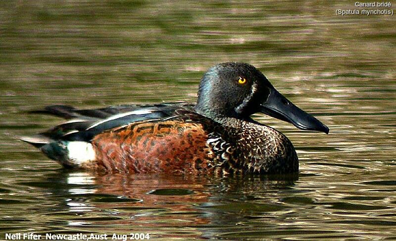 Canard bridé