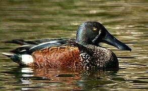 Australasian Shoveler