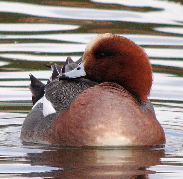 Eurasian Wigeon