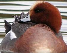 Eurasian Wigeon