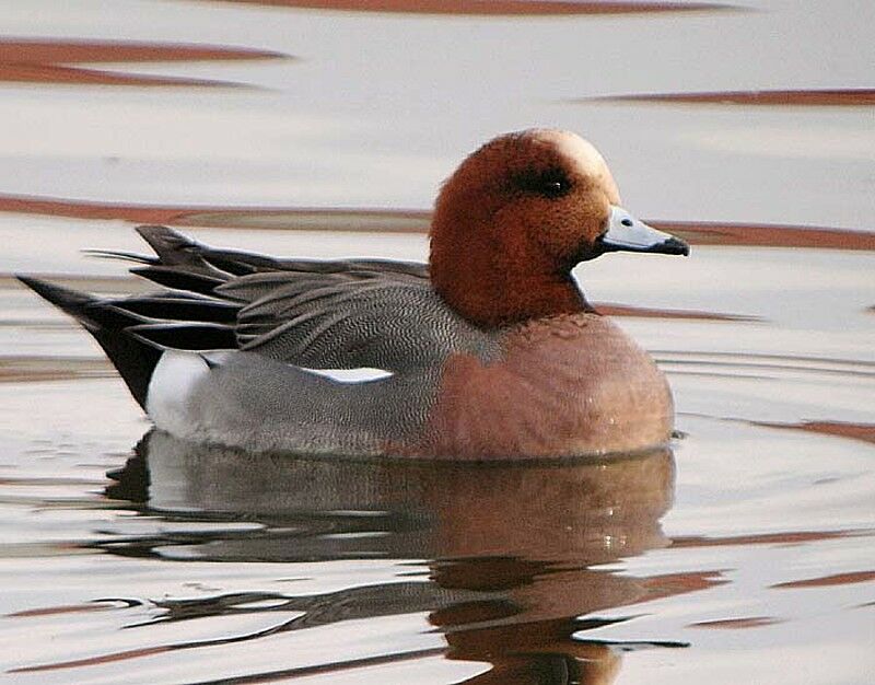 Canard siffleur