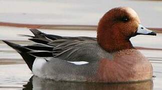 Eurasian Wigeon