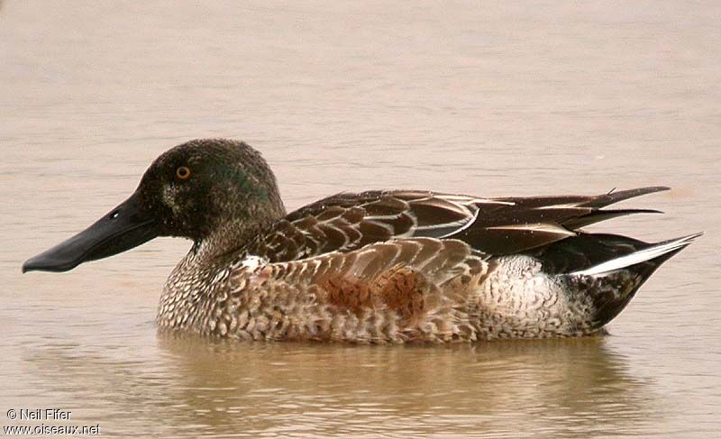 Northern Shoveler