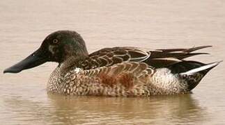 Northern Shoveler