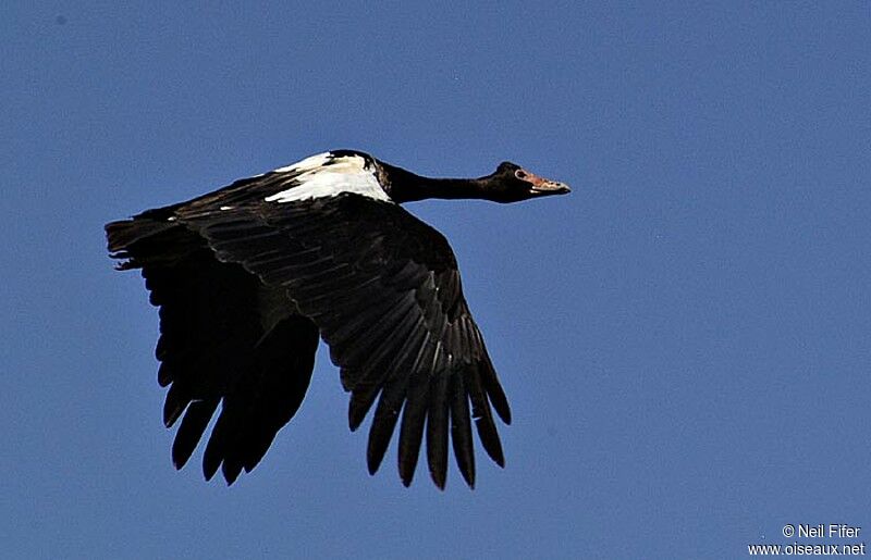 Magpie Goose