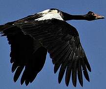 Magpie Goose