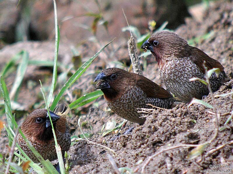 Scaly-breasted Munia