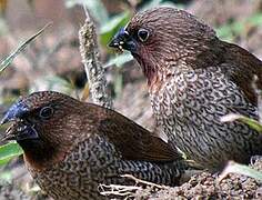 Scaly-breasted Munia