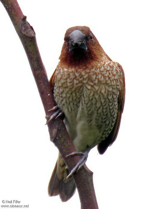 Scaly-breasted Munia