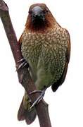 Scaly-breasted Munia