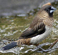 White-rumped Munia