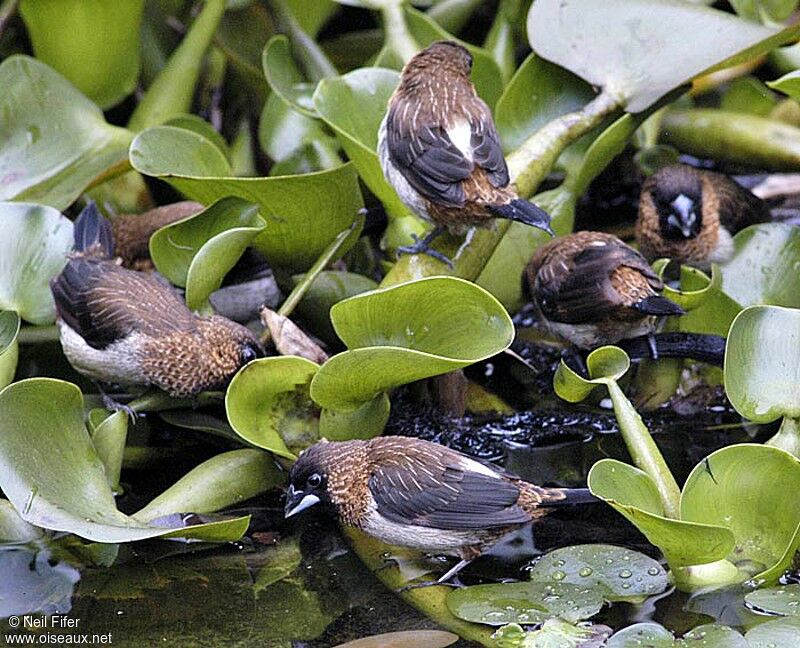 White-rumped Munia