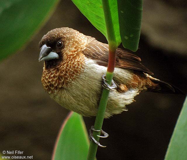 White-rumped Munia