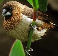 White-rumped Munia