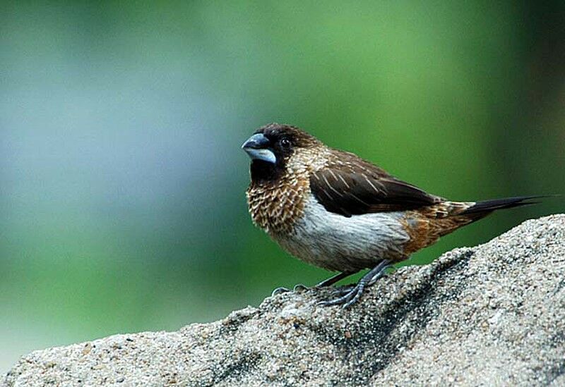 White-rumped Munia