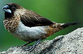 White-rumped Munia