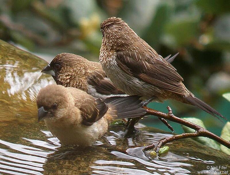 White-rumped Munia