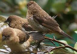 White-rumped Munia