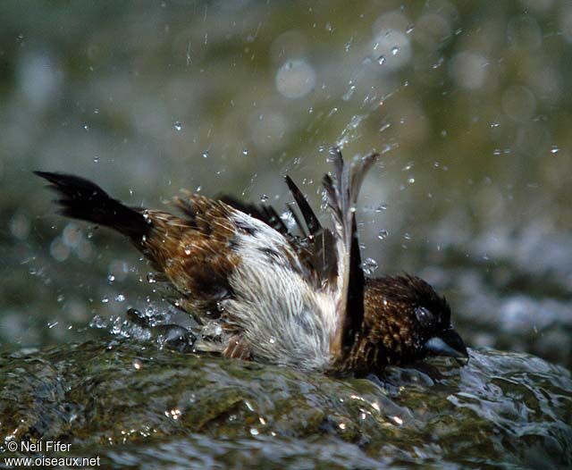 White-rumped Munia