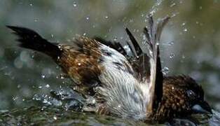 White-rumped Munia