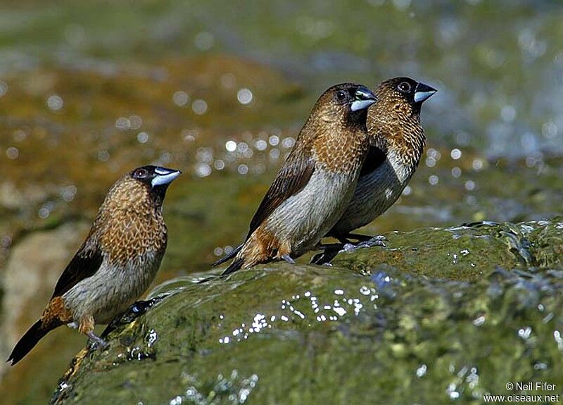 White-rumped Munia