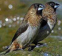 White-rumped Munia