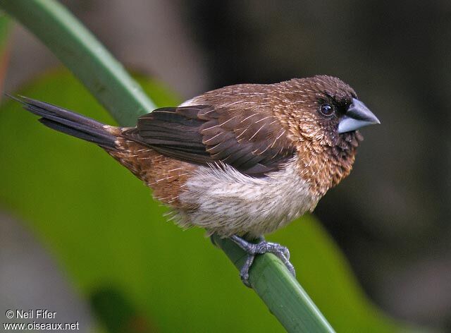 White-rumped Munia