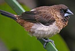 White-rumped Munia