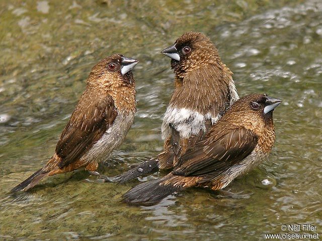 White-rumped Munia