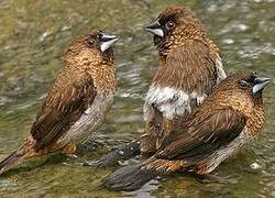 White-rumped Munia