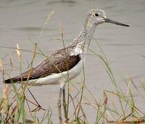 Common Greenshank