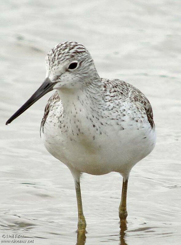 Common Greenshank