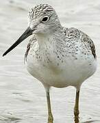 Common Greenshank