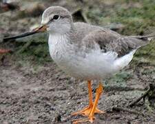 Terek Sandpiper