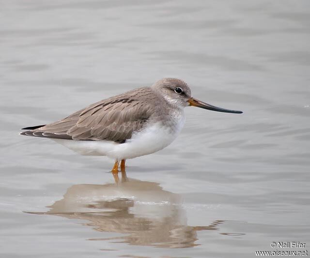 Terek Sandpiper