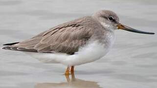 Terek Sandpiper