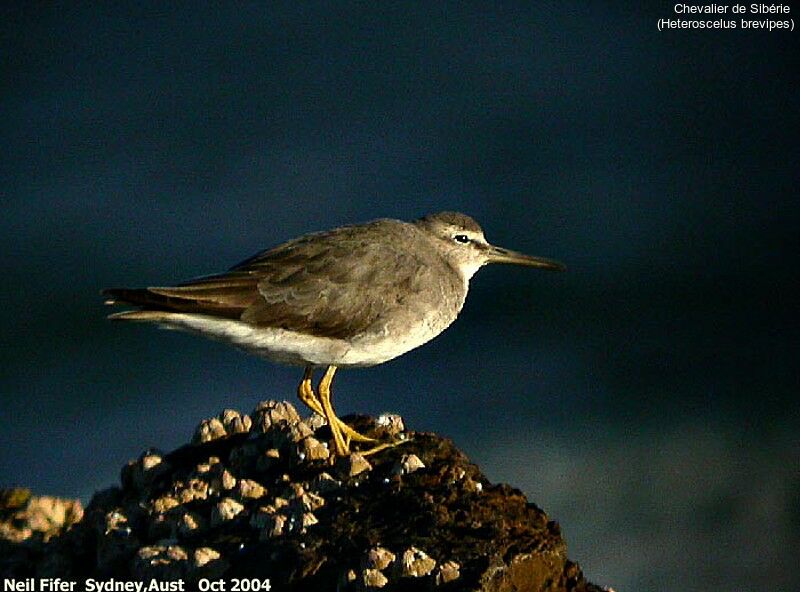 Grey-tailed Tattler