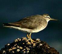 Grey-tailed Tattler