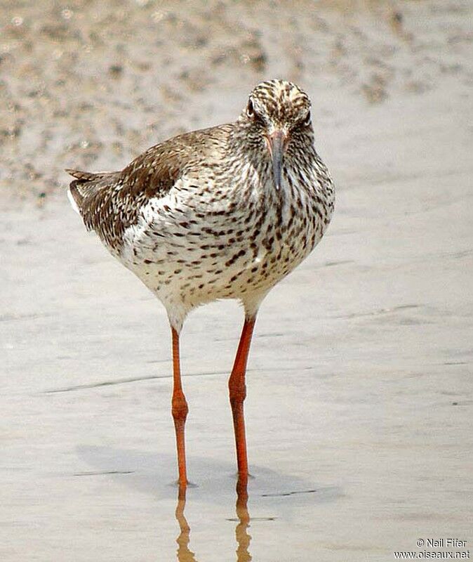 Common Redshank