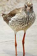 Common Redshank