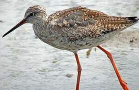 Common Redshank