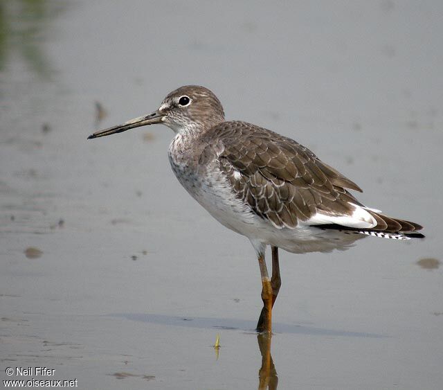 Common Redshank